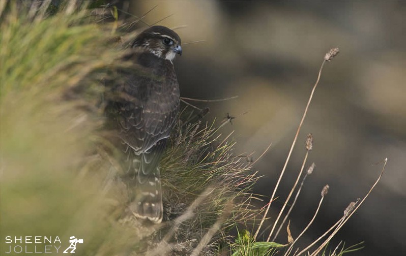 The Eye of a Merlin.jpg - This merlin swooped in under my feet as I clung to a cliff edge on Inishark.